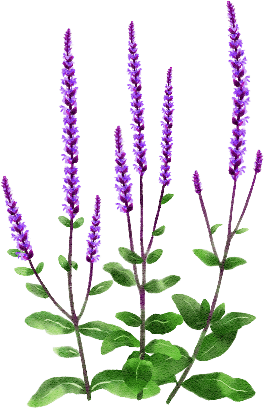 Balkan clary 'Caradonna'