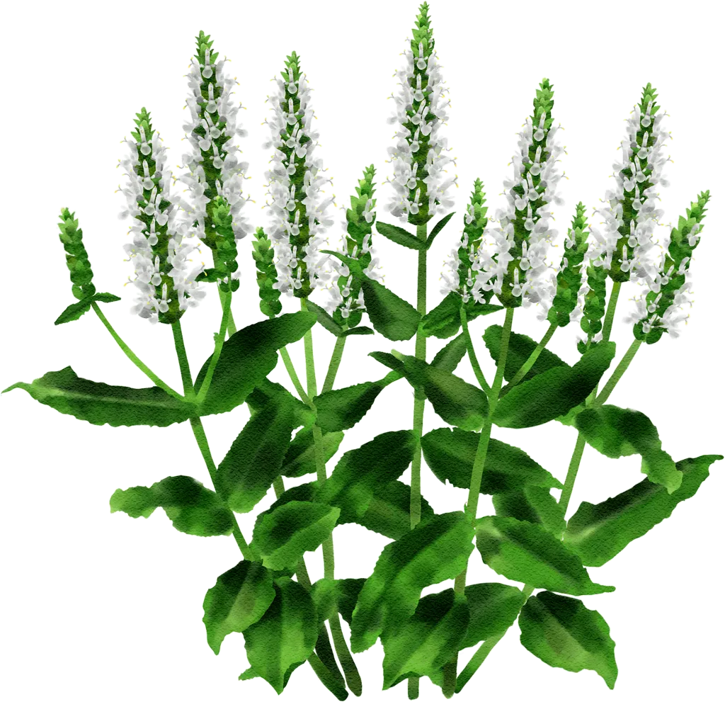 wood sage 'Schneehügel'