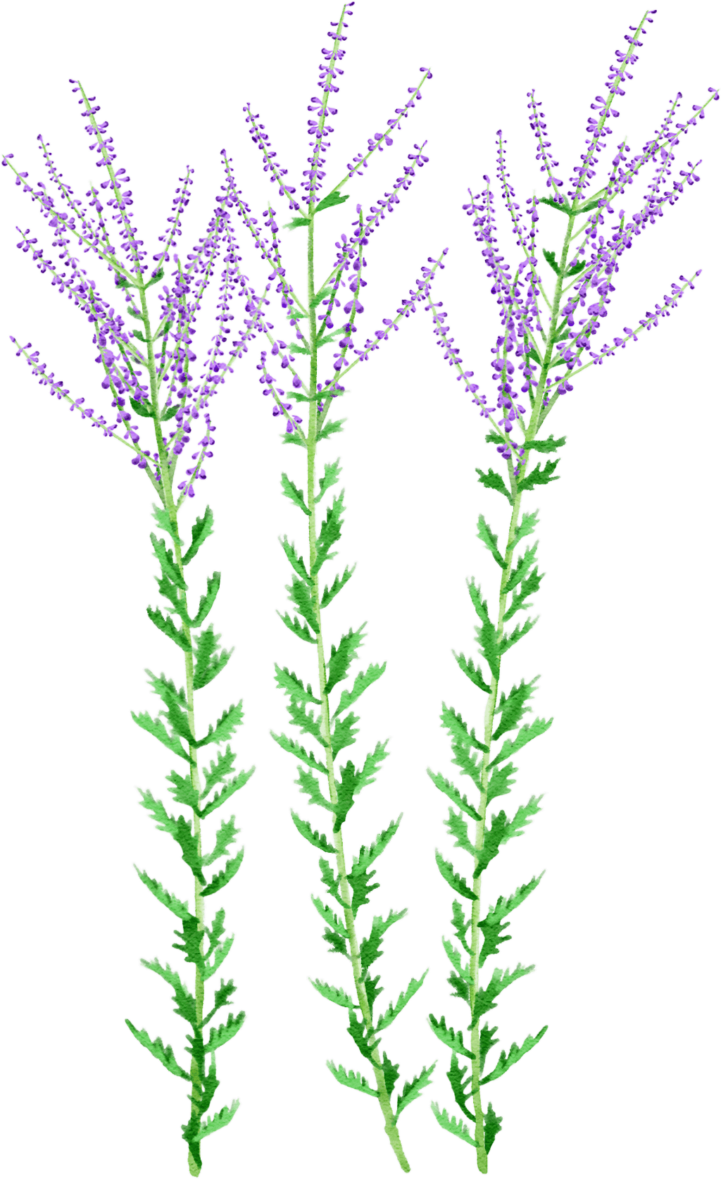 Russian sage