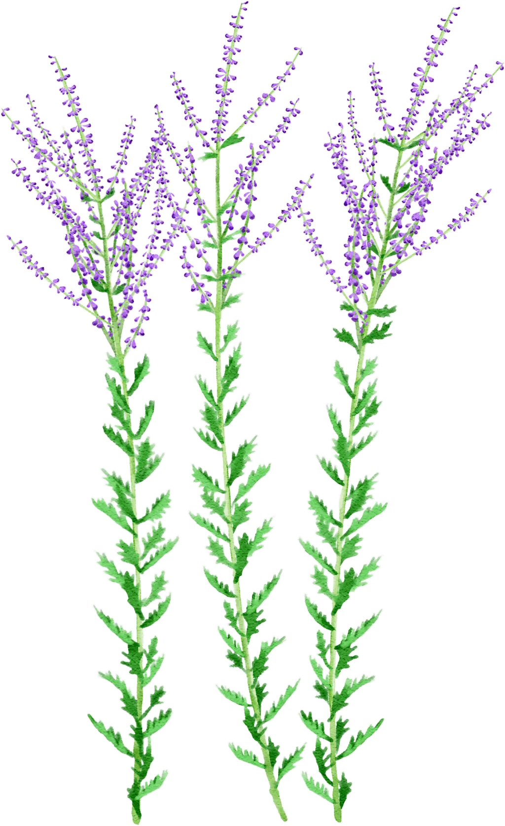Russian sage
