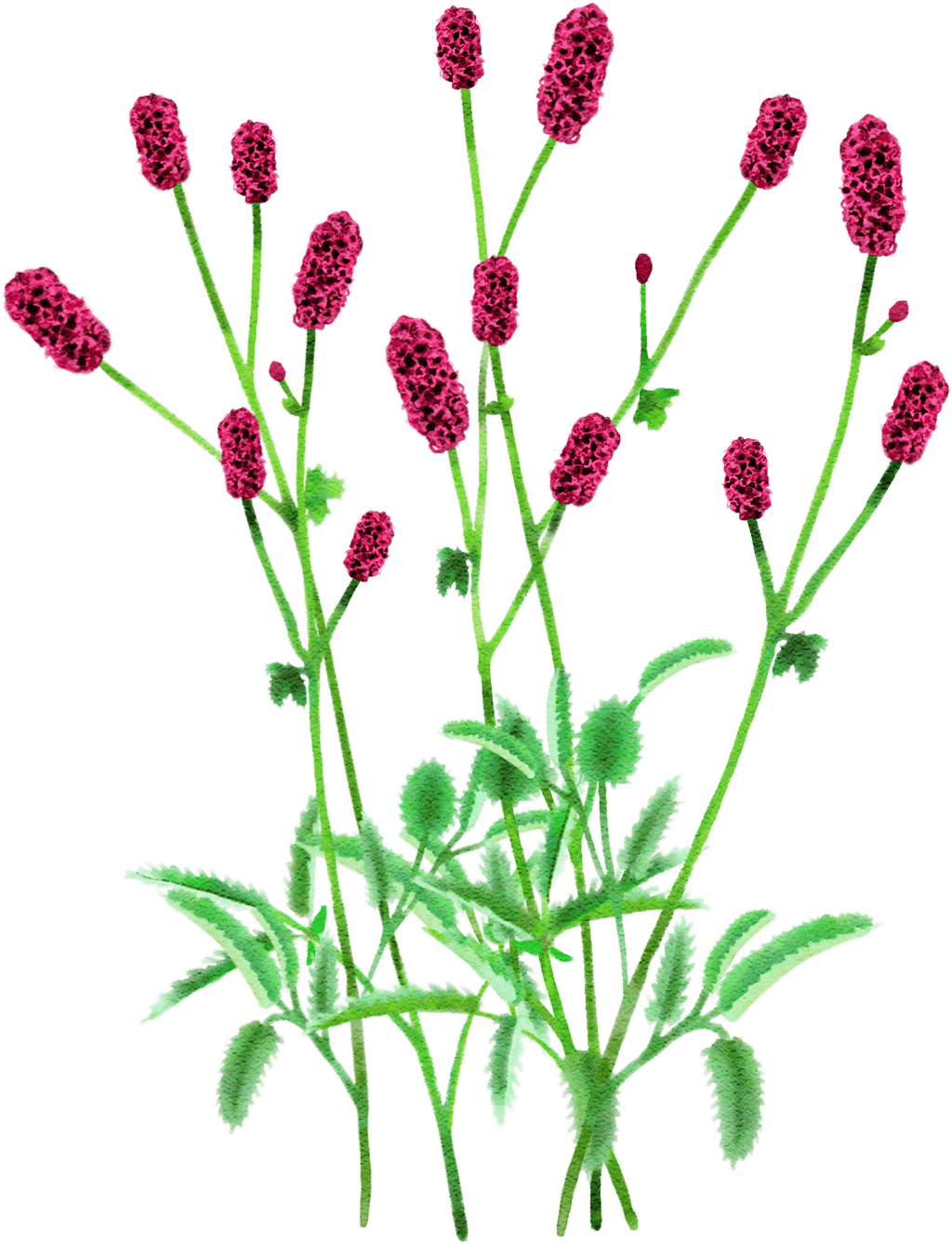 great burnet