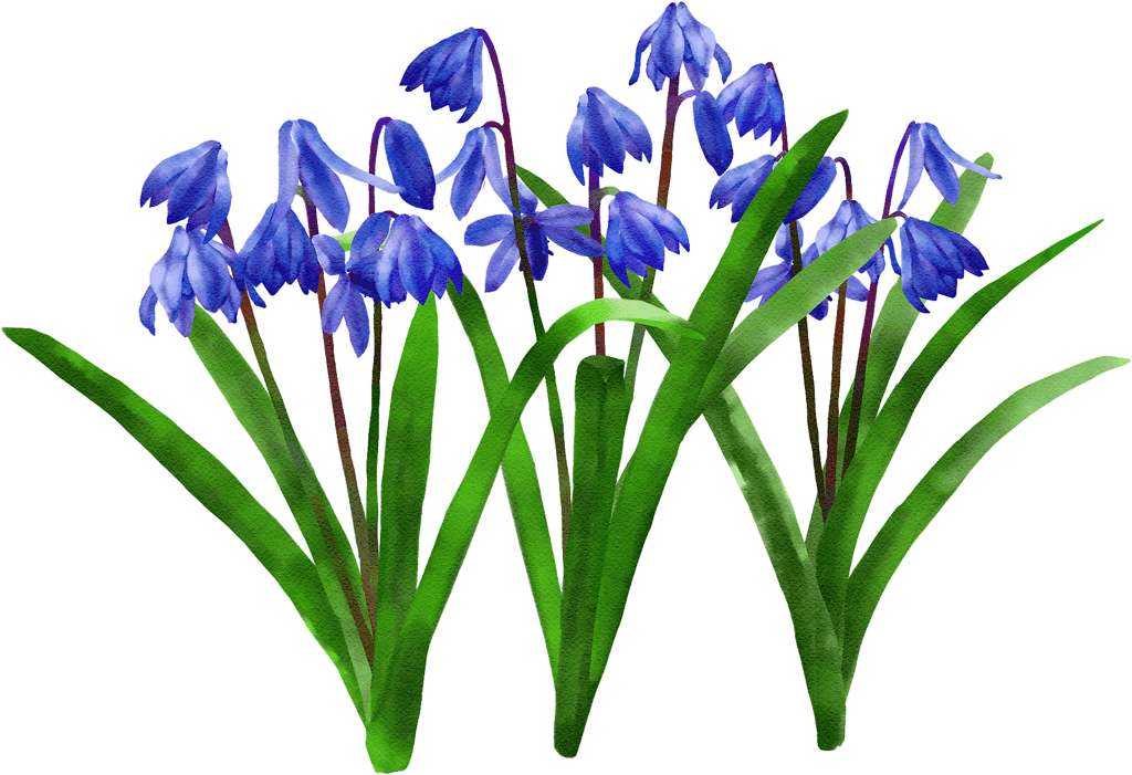Blausternchen