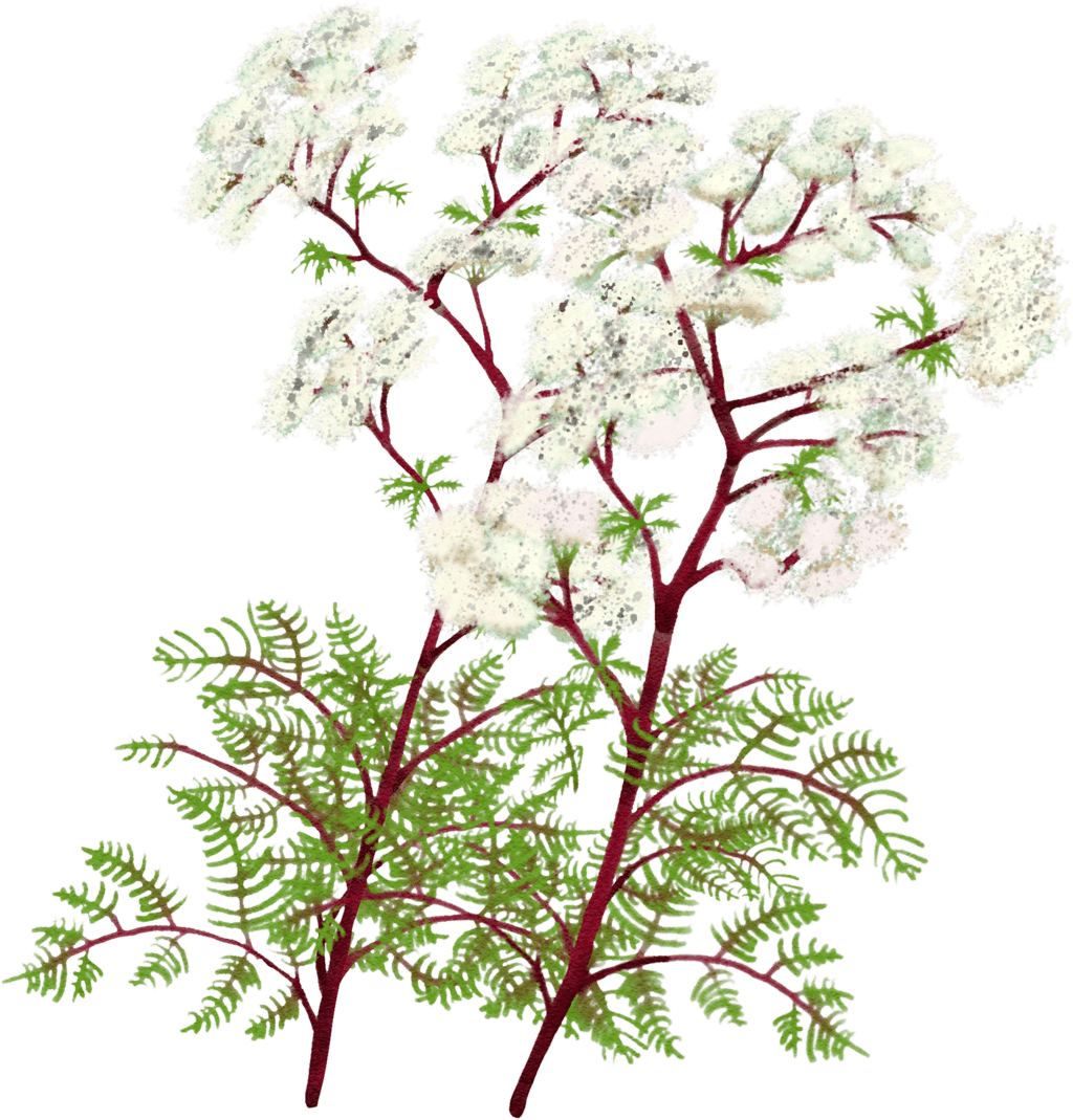 Wallich milk parsley