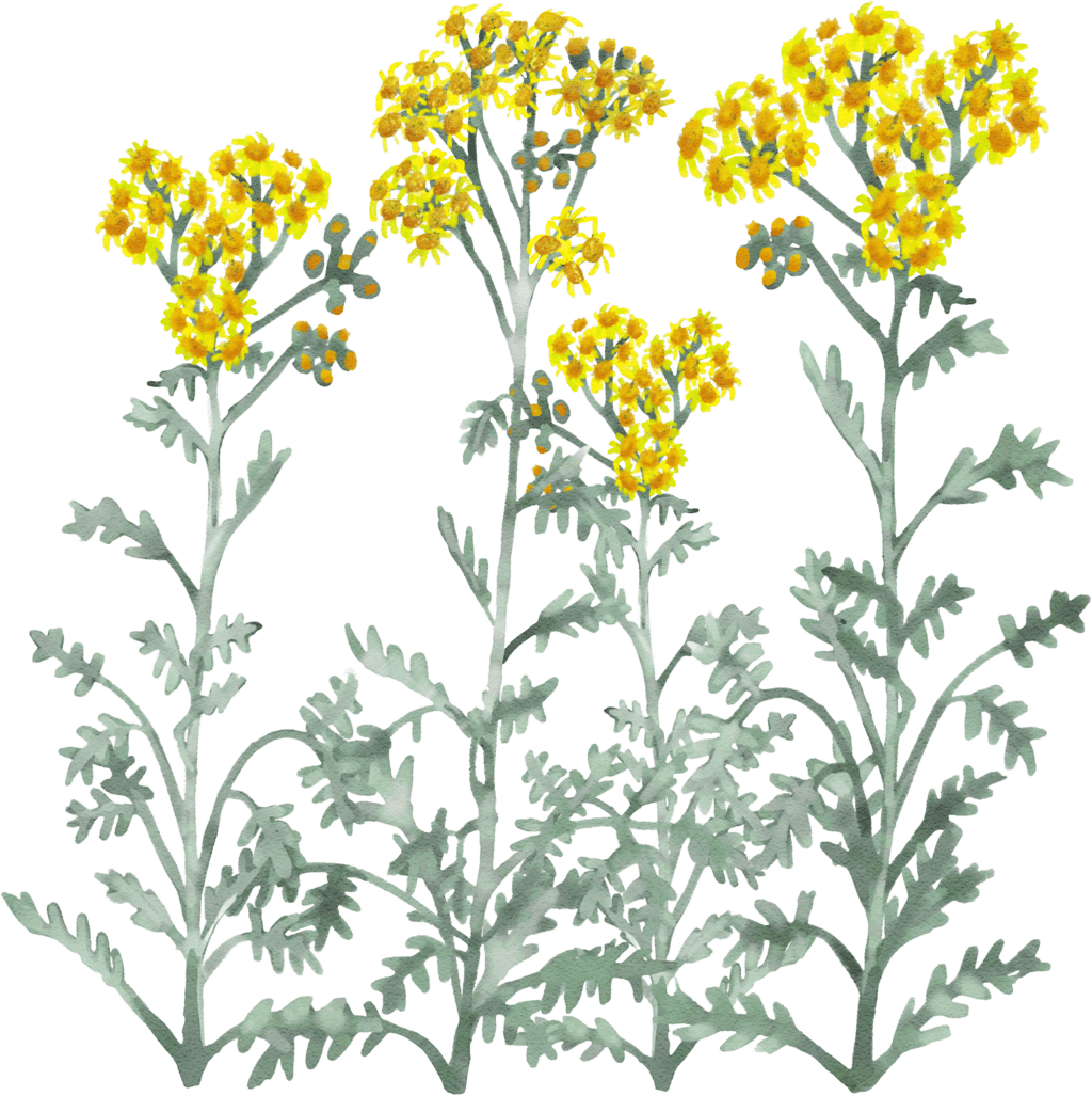 silver ragwort