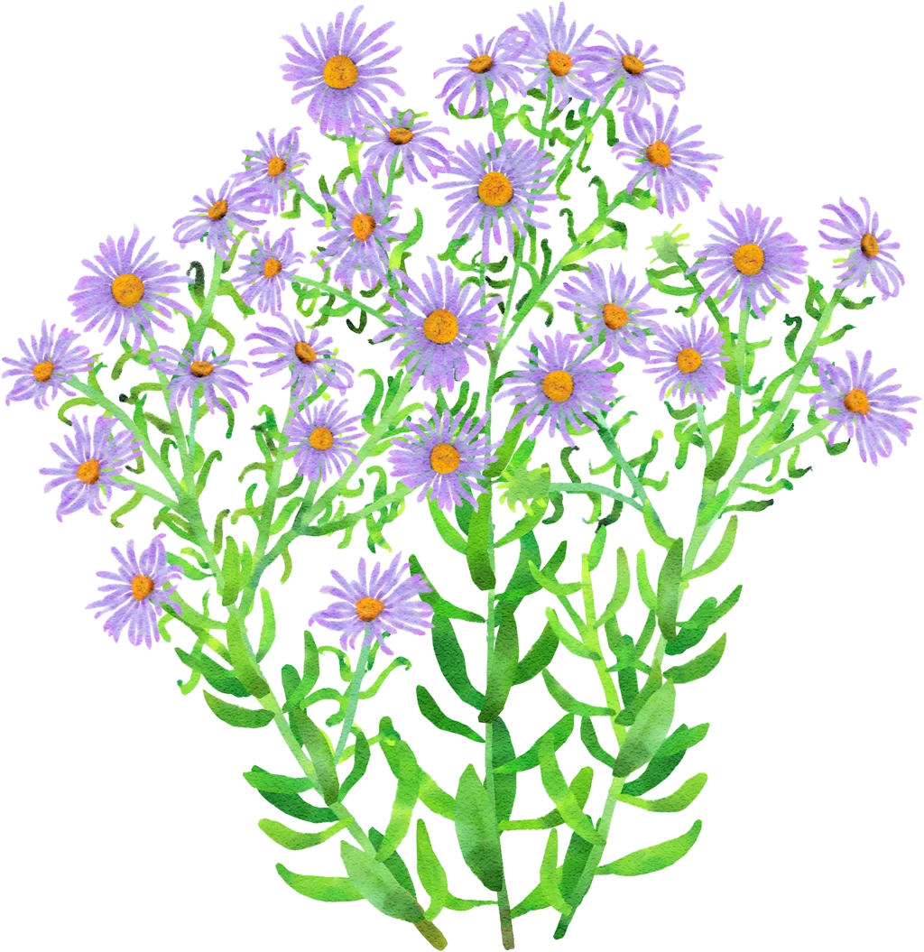 Aromatic Aster