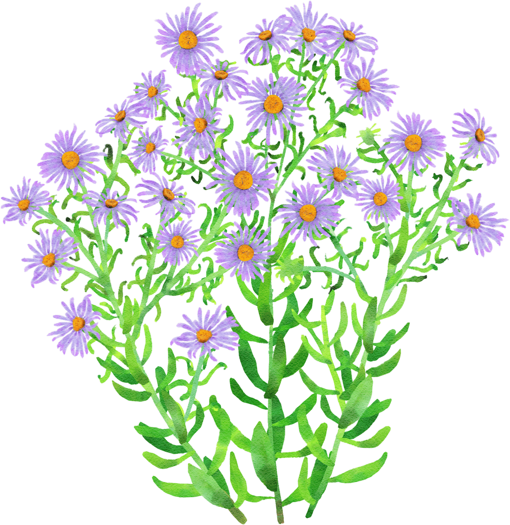 Aromatische Aster