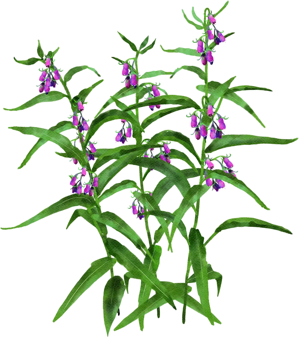 common comfrey