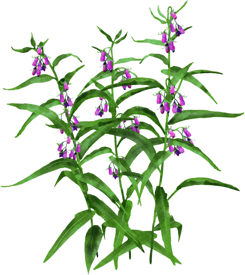 common comfrey