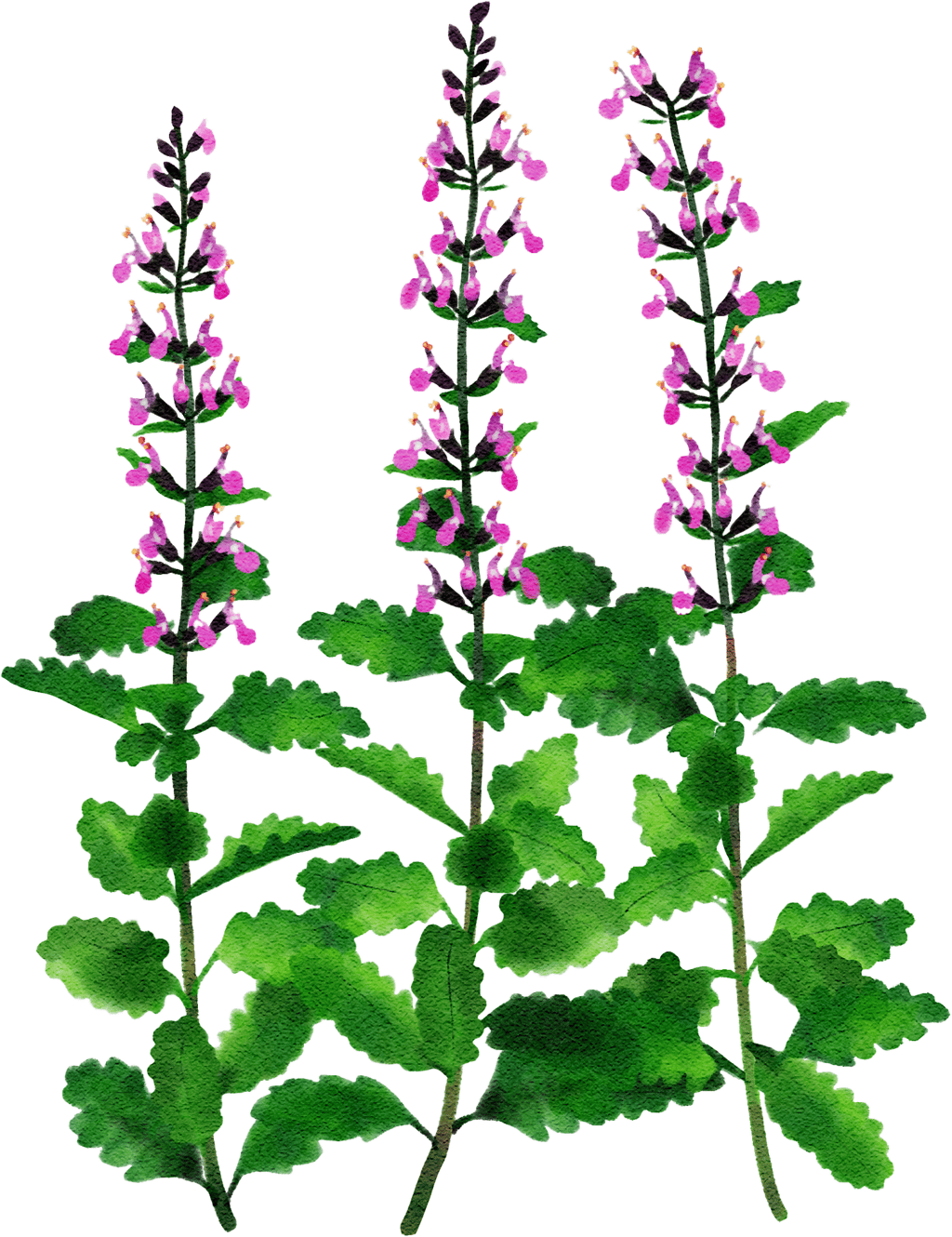 wall germander