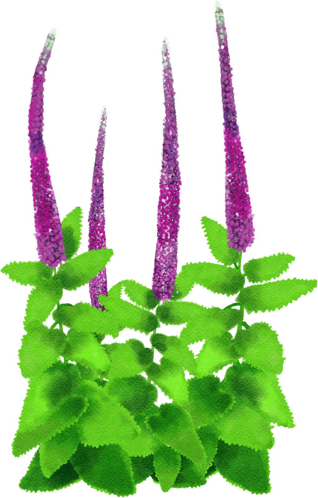 Caucasian germander