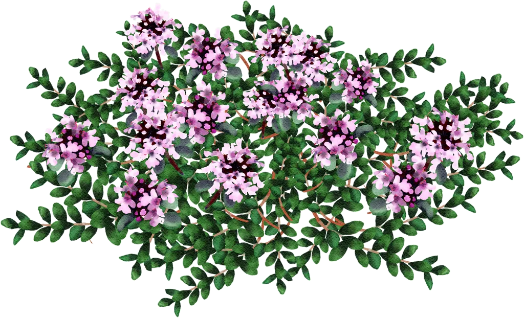 wild thyme