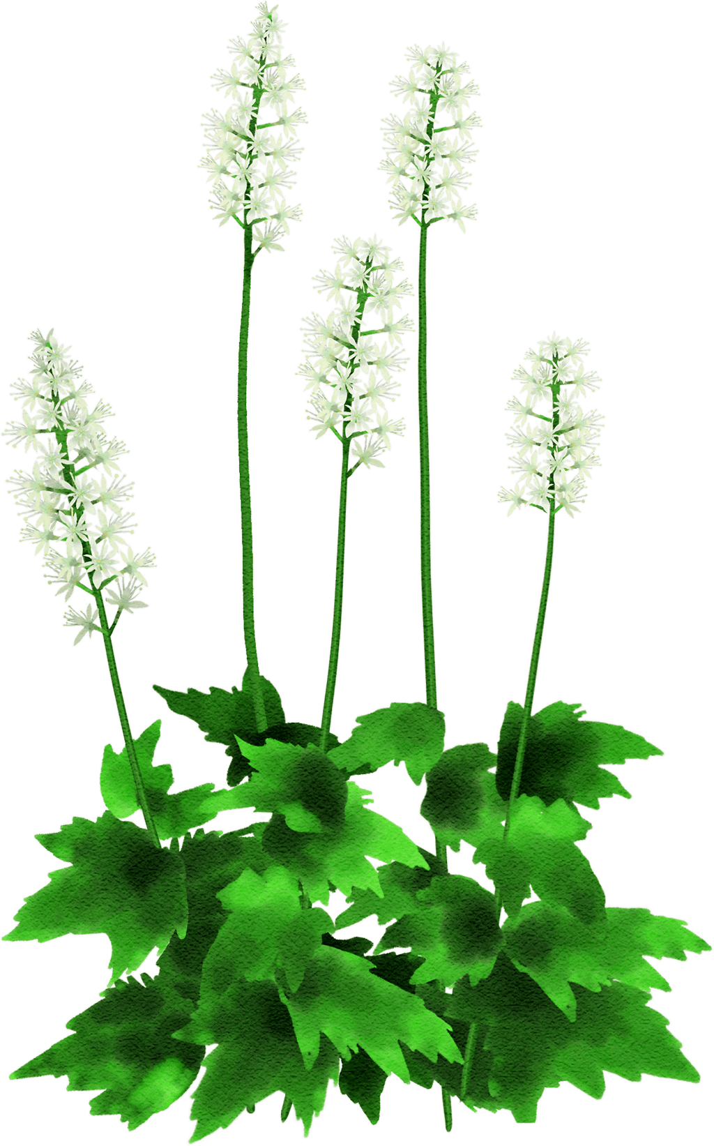 Herzblättrige Schaumblüte