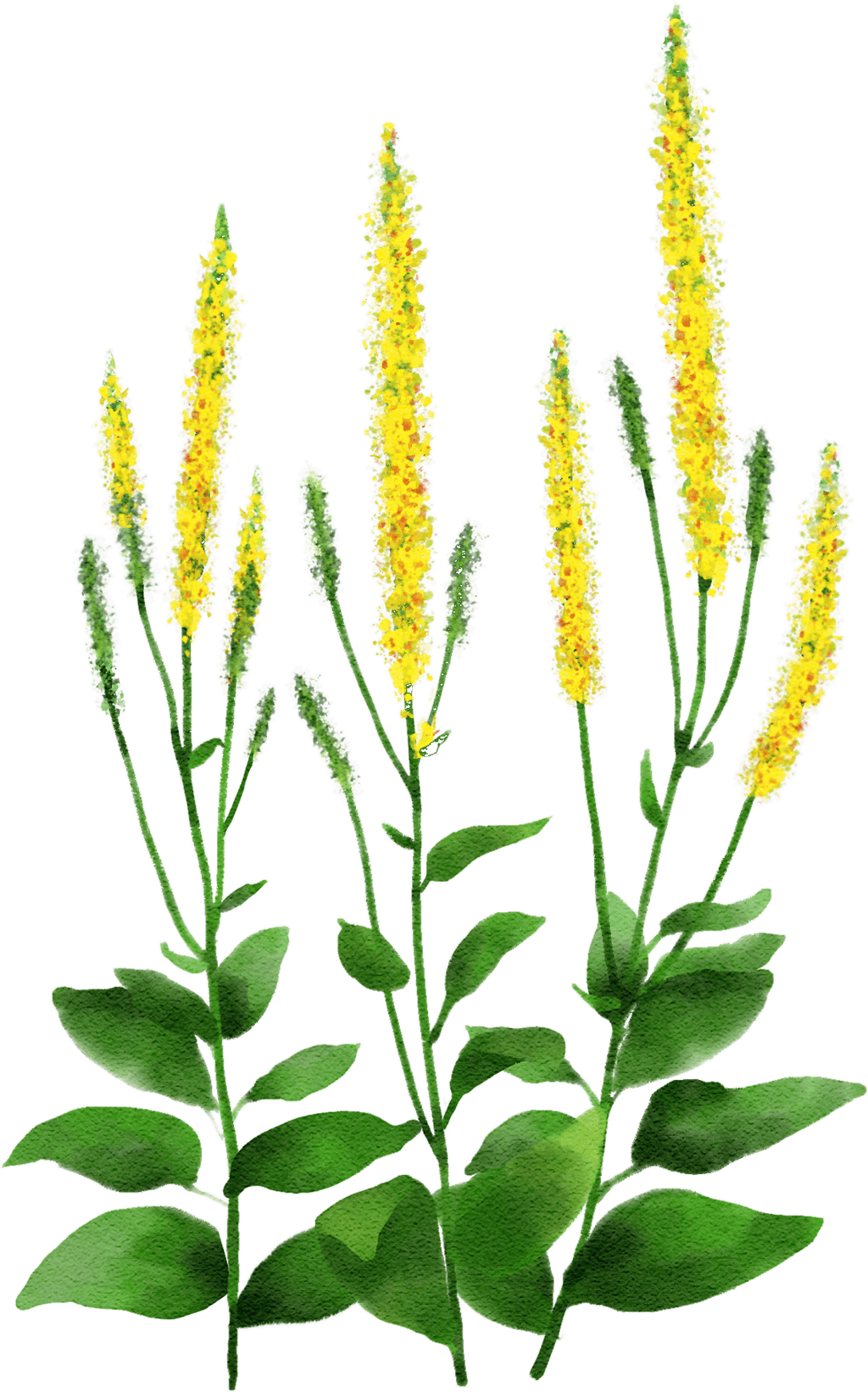 dark mullein
