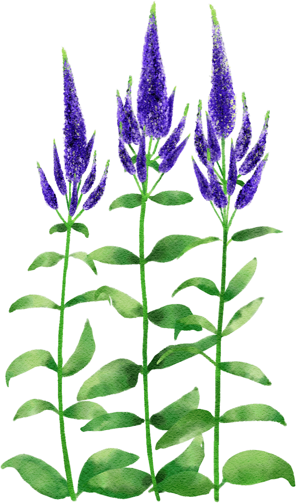 garden speedwell 'Marietta'