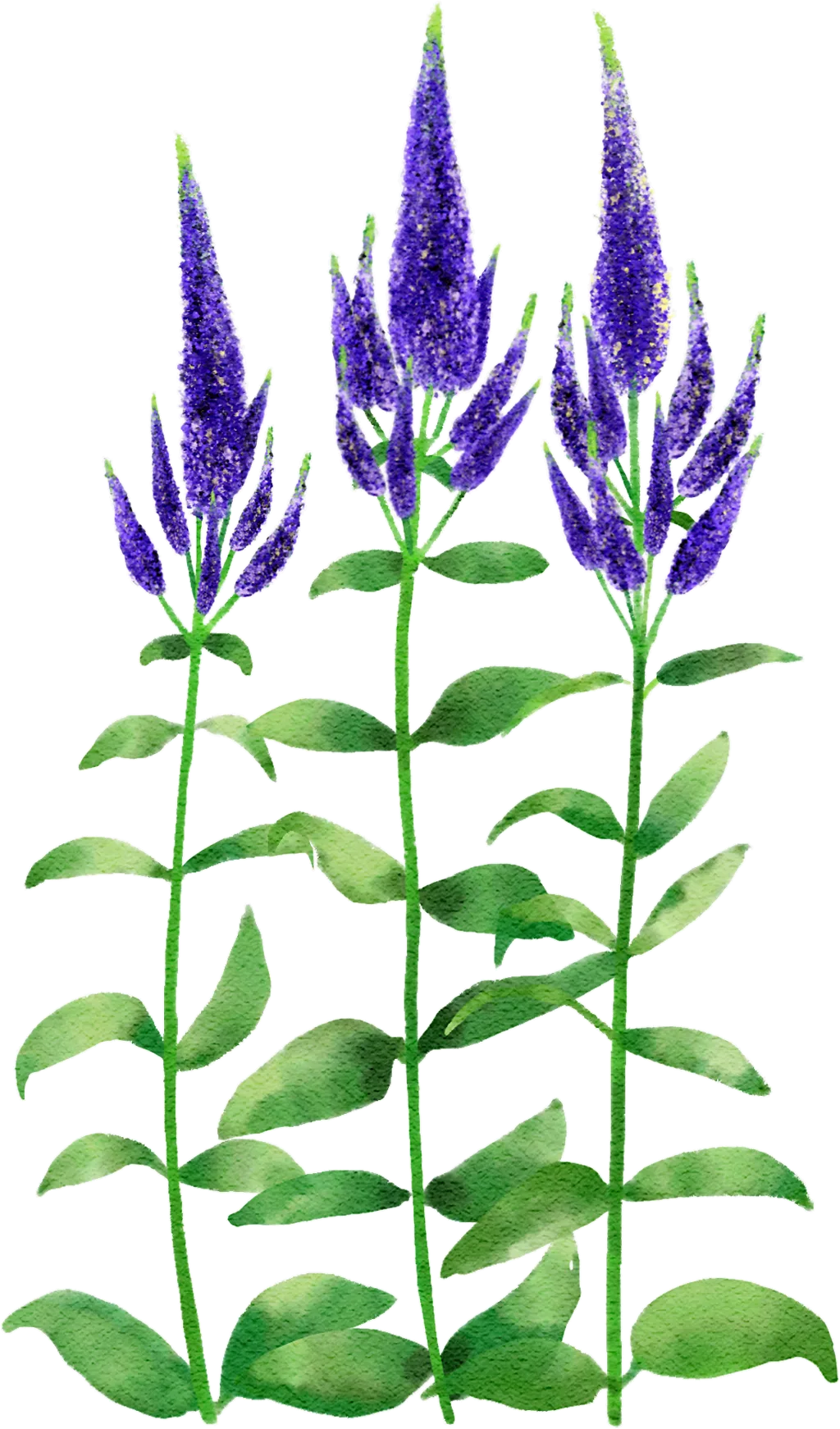 garden speedwell 'Marietta'