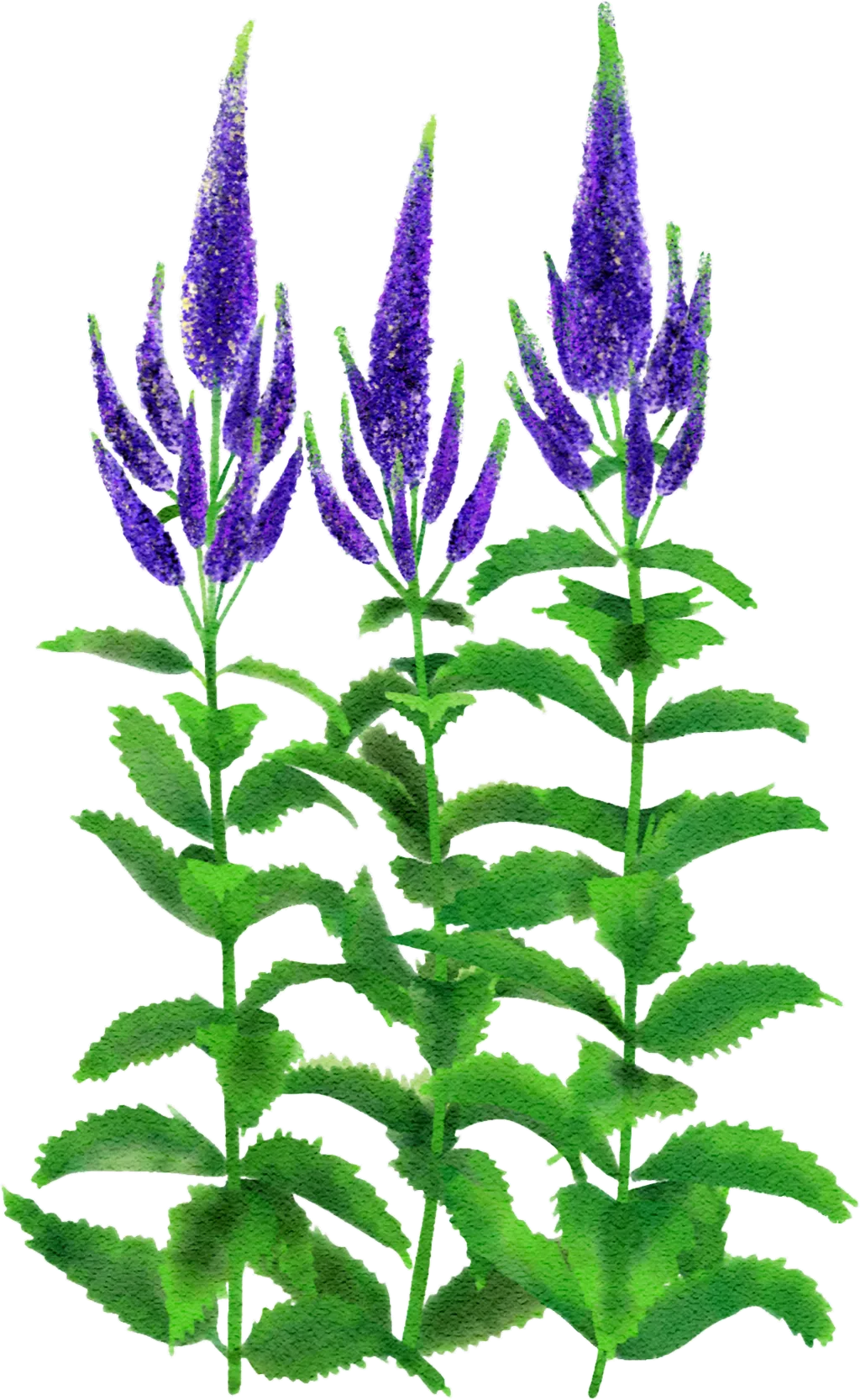 spiked speedwell 'Glory'