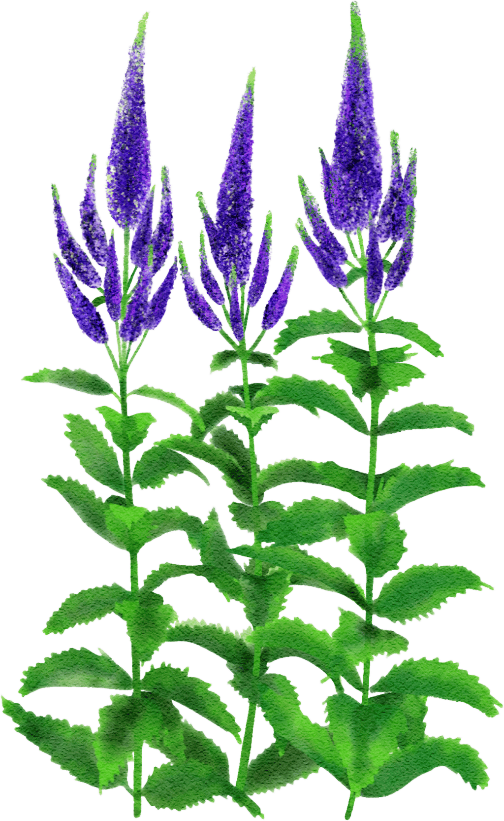 spiked speedwell 'Glory'