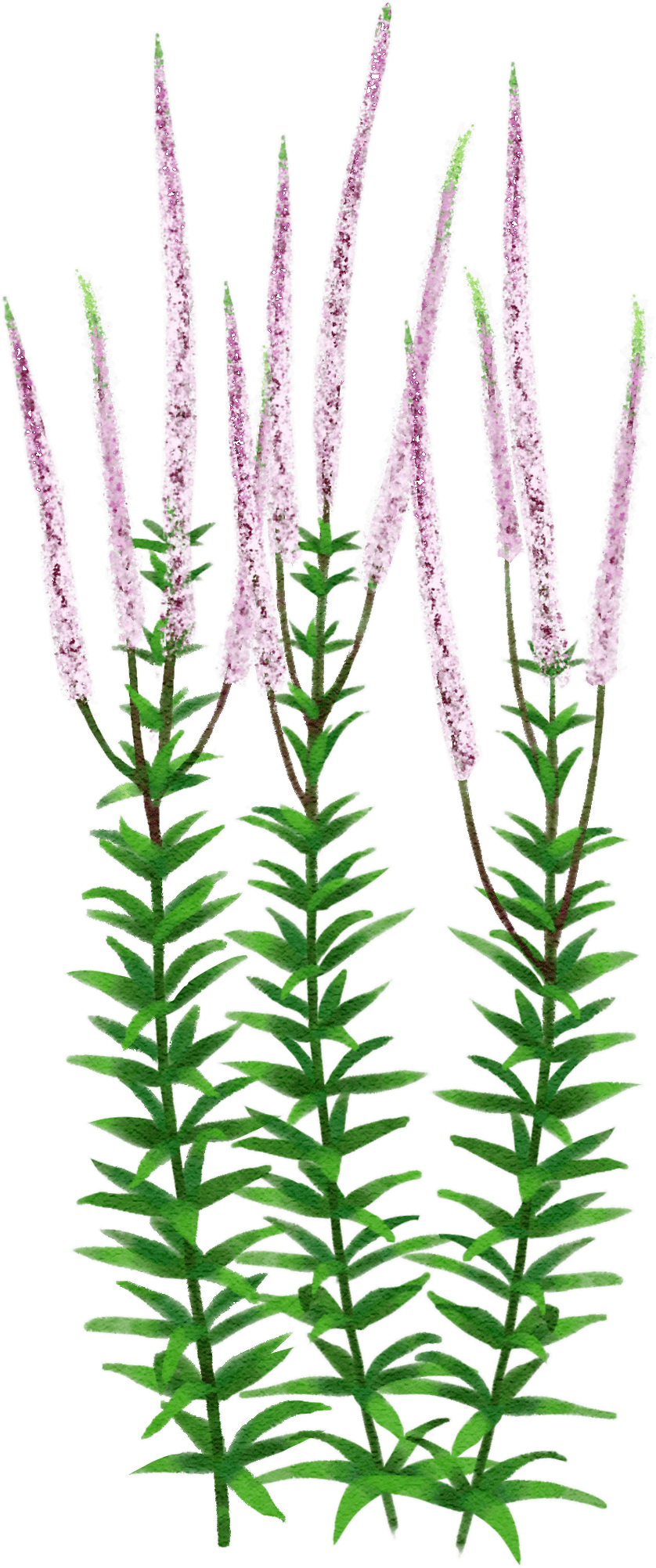 Culver's root 'Pink Glow'